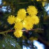 A Sassuolo ri-fioriscono le mimose